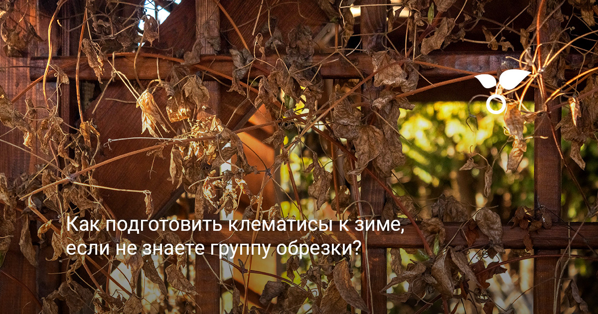Клематисы в осеннем саду подготовить клематисы к зиме в саду