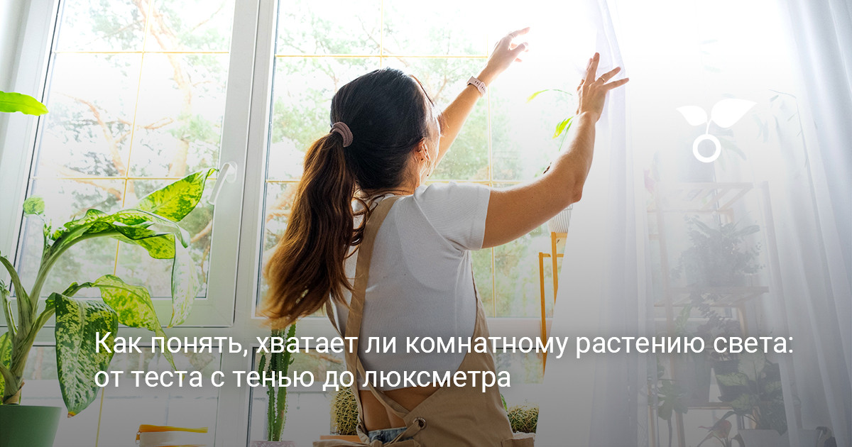 комнатные растения на подоконнике и оценка освещения