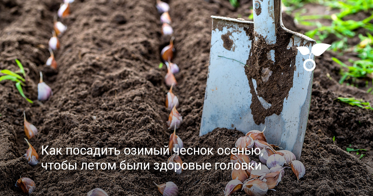 Здоровые и крупные головки озимого чеснока, подготовленные к осенней посадке на грядку