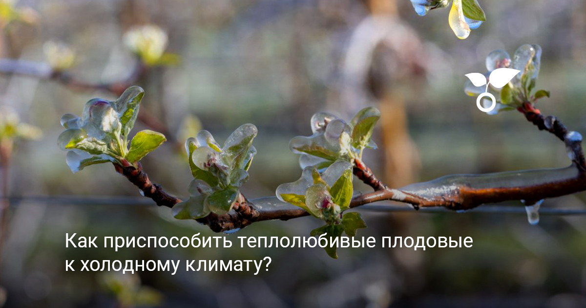Сад с плодовыми деревьями Обзор сада с теплолюбивыми плодовыми культурами