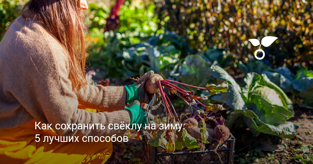 Урожай корнеплодов свёклы, подготовленный к зимнему хранению