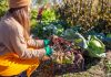 Как сохранить свёклу на зиму: 5 лучших способов - Вредители и болезни Свёкла хранится до весны не благодаря особой таре, а при сочетании трёх условий: стабильного холода чуть выше нуля, влажного воздуха и отсутствия повреждений, полученных при уборке.