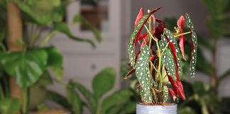 Какие комнатные растения любят кислую почву? - Лучшее Какие комнатные растения любят кислую почву?
