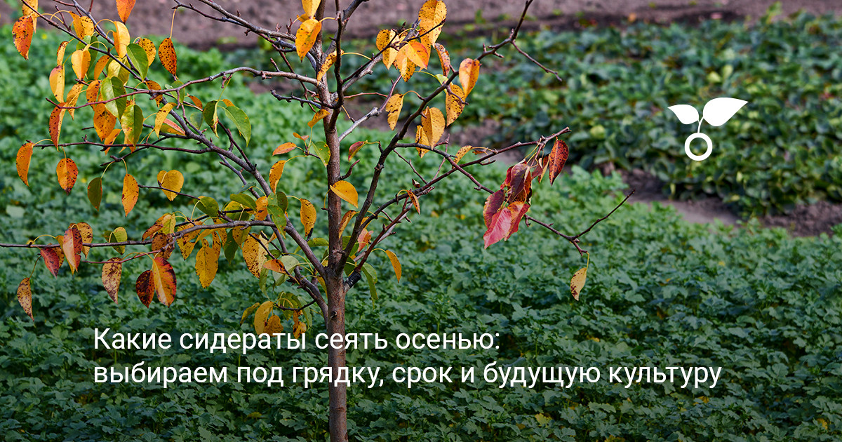 Осенние сидераты на грядках выбор осенних сидератов для грядок в саду