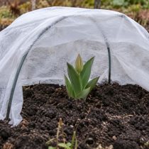 Бутон чувствительнее к морозу, чем молодые листья. Перед сильным похолоданием над растением устанавливают небольшие дуги и натягивают спанбонд, чтобы материал не касался цветоноса. Бутон чувствительнее к морозу, чем молодые листья. Перед сильным похолоданием над растением устанавливают небольшие дуги и натягивают спанбонд, чтобы материал не касался цветоноса.