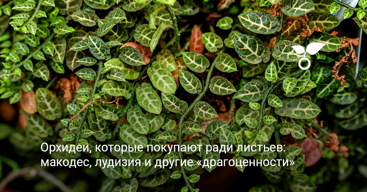 драгоценные орхидеи с бархатными листьями и светлыми жилками