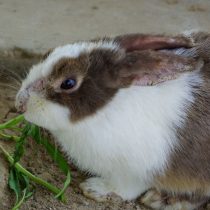 Плотные бурые корки в ушной раковине — один из наиболее узнаваемых признаков ушного клеща у кролика. При такой картине проверяют всех кроликов и клетки, а диагноз подтверждают до начала обработки. Фото: adobestock / Jantra2018