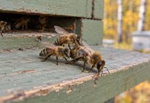Почему осенью пчёлы выгоняют трутней из улья и что делать пчеловоду? Рабочие пчёлы вытесняют трутня с прилётной доски. Осенью семье нужно сохранить корм и тепло для зимующих пчёл; самцы после окончания сезона размножения в этой подготовке не участвуют.