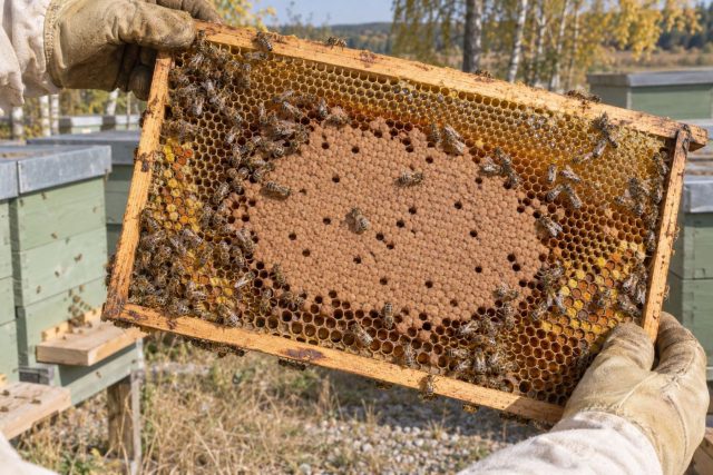 Осенью запечатанные запасы на сотах становятся главным источником корма для семьи. Поэтому пчёлы направляют ресурсы на зимующее поколение и постепенно перестают содержать трутней. Осенью запечатанные запасы на сотах становятся главным источником корма для семьи. Поэтому пчёлы направляют ресурсы на зимующее поколение и постепенно перестают содержать трутней.