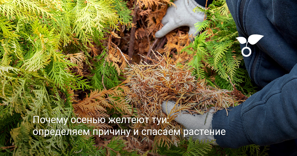 внешний вид здоровой зеленой туи в осеннем саду