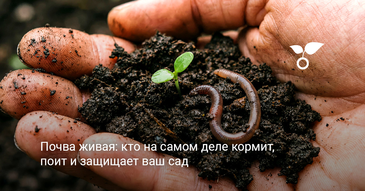 Разнообразное почвенное сообщество поддерживает здоровье сада и плодородие земли