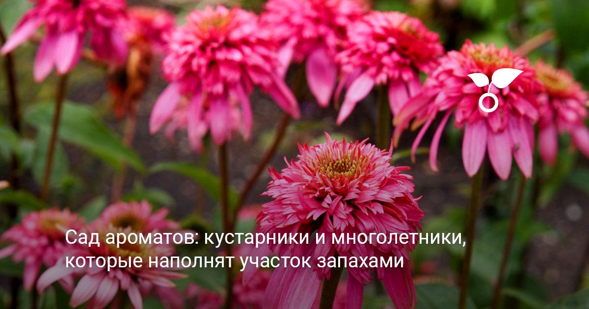 Сад ароматов на дачном участке общий вид цветущего сада с ароматными растениями