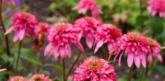 Сад ароматов: кустарники и многолетники, которые наполнят участок запахами