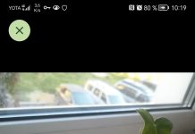 Помогите опознать растение