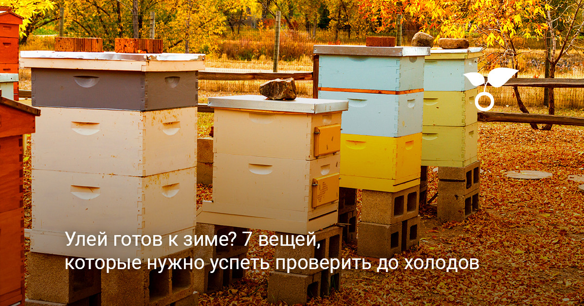 Ульи на пасеке осенью Деревянные ульи на пасеке в осенний период