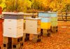 Улей готов к зиме? 7 вещей, которые нужно успеть проверить до холодов - Блоги компаний Улей готов к зиме? 7 вещей, которые нужно проверить до холодов