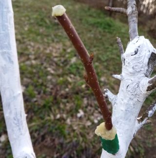 Весенняя прививка черенком