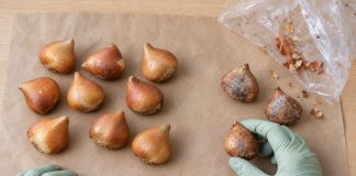 После обнаружения плесени луковицы достают из пакета и раскладывают в один слой. Подозрительные экземпляры сразу отделяют, а влажным дают обсохнуть: мыть покупку только ради удаления налёта не нужно.