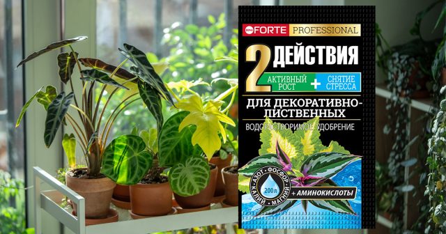 Удобрение для декоративно-лиственных растений с аминокислотами Bona Forte Удобрение для декоративно-лиственных растений с аминокислотами Bona Forte