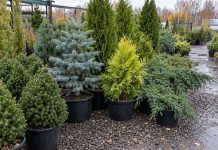 6 хвойных, которые я бы не советовала покупать для обычной дачи 6 хвойных, которые я бы не советовала покупать для обычной дачи