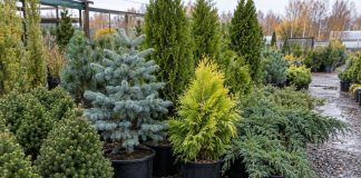 6 хвойных, которые я бы не советовала покупать для обычной дачи 6 хвойных, которые я бы не советовала покупать для обычной дачи