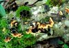 10 удивительных грибных находок в осеннем лесу
