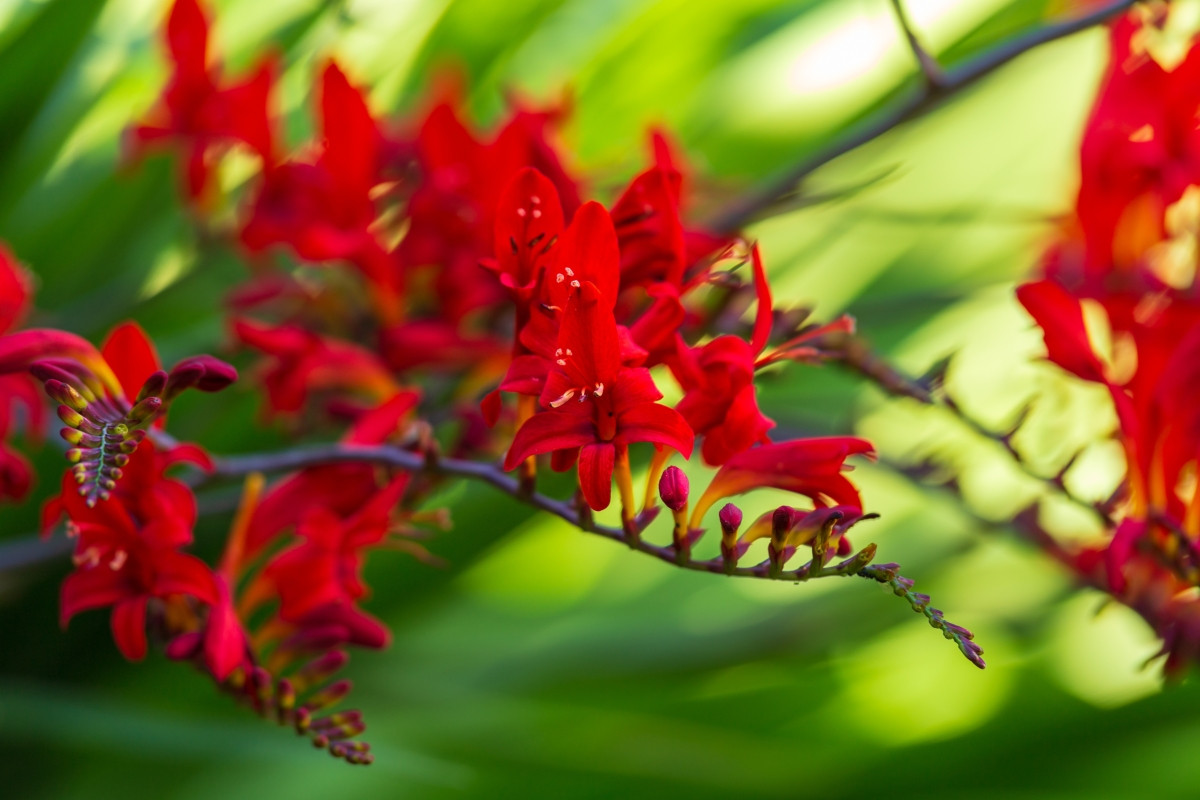 Крокосмия Люцифер (Crocosmia 'Lucifer'): пламенный характер и жизнь в саду