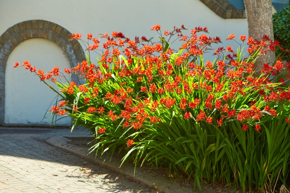 Крокосмия Люцифер (Crocosmia 'Lucifer'): пламенный характер и жизнь в саду