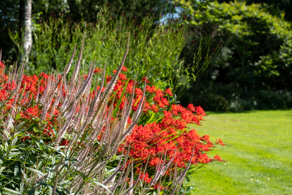 Крокосмия Люцифер (Crocosmia 'Lucifer'): пламенный характер и жизнь в саду