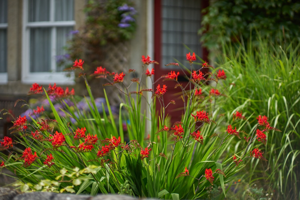 Крокосмия Люцифер (Crocosmia 'Lucifer'): пламенный характер и жизнь в саду