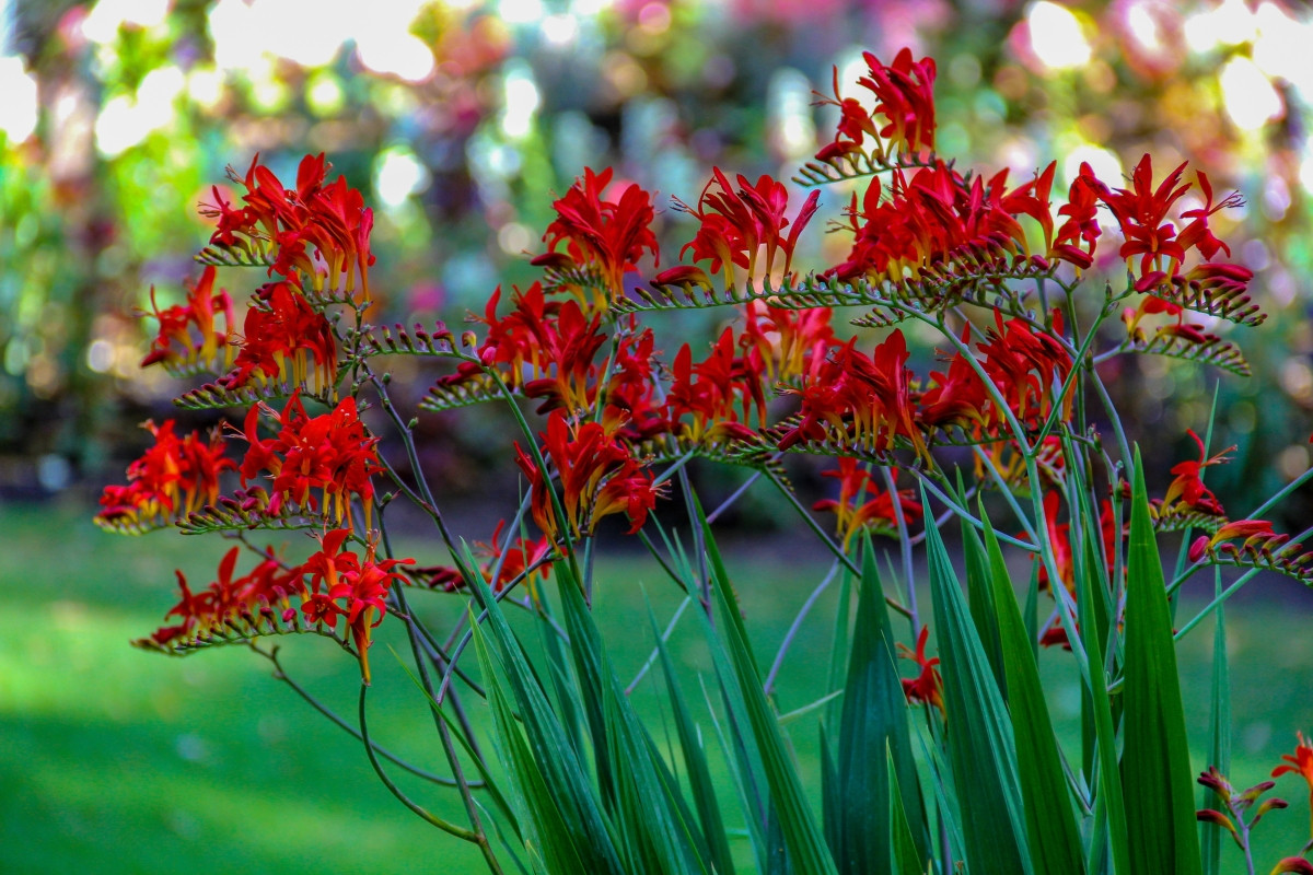 Крокосмия Люцифер (Crocosmia 'Lucifer'): пламенный характер и жизнь в саду