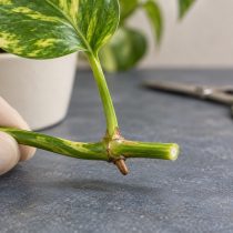 После укорачивания на плети должен остаться здоровый узел и несколько листьев. Срез делают примерно на сантиметр выше выбранного узла, сохраняя почку у основания черешка; её пробуждение осенью может занять время.