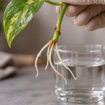 Перед посадкой проверьте, откуда растут корни: черенку нужен участок стебля с узлом. Когда корешки отрастут на несколько сантиметров, его можно посадить в лёгкий грунт; тесный горшок лучше не уплотнять новыми растениями.