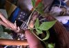 Помогите определить растение.