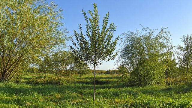 Ива «Театральная» Ива «Театральная»