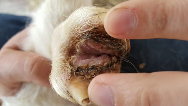 При осмотре важно проверить кожу между пальцами: покраснение, мокнутие и трещины требуют внимания. Если прикосновение причиняет боль или животное хромает, одной подрезкой рога ограничиваться нельзя.