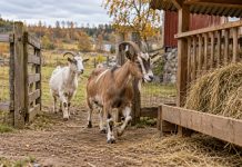 Козы вернулись с пастбища: как перевести их на сено и не перекормить зерном Осенью видимая зелень ещё может скрывать нехватку корма: козы возвращаются к яслям раньше, когда на выгуле остаются грубые стебли. Сено лучше предложить до полного окончания пастбищного сезона.