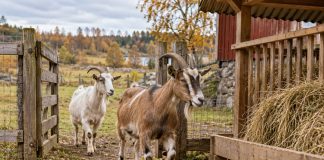 Осенью видимая зелень ещё может скрывать нехватку корма: козы возвращаются к яслям раньше, когда на выгуле остаются грубые стебли. Сено лучше предложить до полного окончания пастбищного сезона.