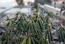 Листья рододендрона висят как тряпочки: переживёт ли куст зиму?