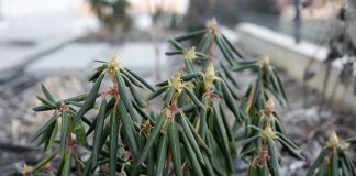 Листья рододендрона висят как тряпочки: переживёт ли куст зиму? Листья рододендрона висят как тряпочки: переживёт ли куст зиму?