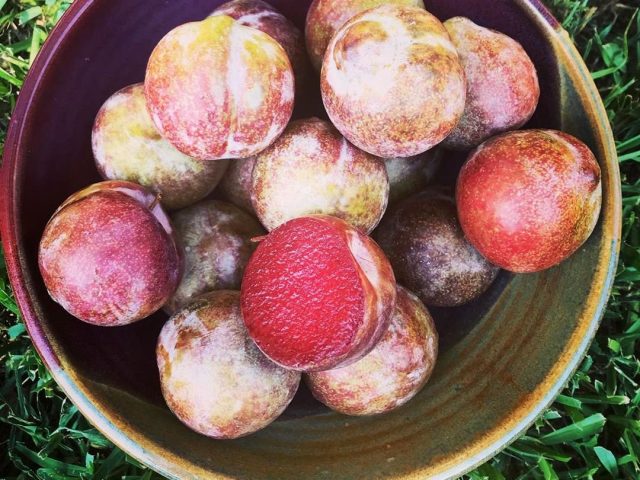 Плумкоты (которые 50х50), являются гибридами абрикоса обыкновенного (Prunus armeniaca) и сливы иволистной (Prunus salicina) или алычи (Prunus cerasifera).
