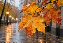 Почему осенью меньше сил и хуже настроение: что поможет от хандры Почему осенью меньше сил и хуже настроение: что поможет от хандры