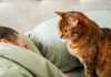 Кошка смотрит как вы спите: что ей от вас нужно? - Цветы многолетние Кошка может ждать знакомого сигнала: хозяин пошевелился, значит, скоро появятся еда, ласка или общение. Чтобы понять причину ночных визитов, полезнее следить за продолжением, чем разгадывать взгляд.