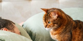 Кошка может ждать знакомого сигнала: хозяин пошевелился, значит, скоро появятся еда, ласка или общение. Чтобы понять причину ночных визитов, полезнее следить за продолжением, чем разгадывать взгляд.