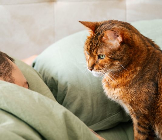 Кошка смотрит как вы спите: что ей от вас нужно? - Животные Кошка может ждать знакомого сигнала: хозяин пошевелился, значит, скоро появятся еда, ласка или общение. Чтобы понять причину ночных визитов, полезнее следить за продолжением, чем разгадывать взгляд.