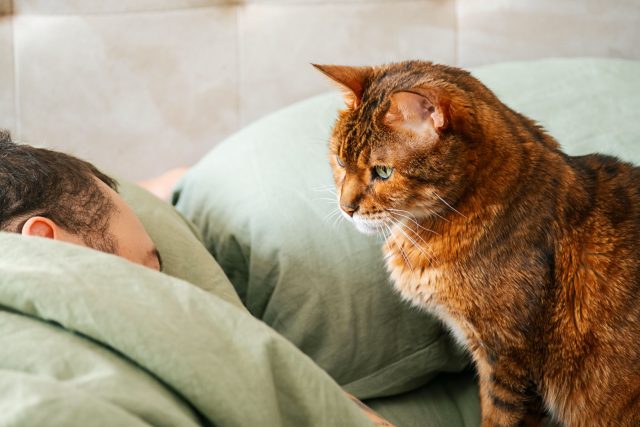 Кошка может ждать знакомого сигнала: хозяин пошевелился, значит, скоро появятся еда, ласка или общение. Чтобы понять причину ночных визитов, полезнее следить за продолжением, чем разгадывать взгляд.