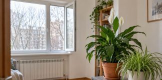 Как проветривать в холод, чтобы не погубить комнатные растения Как проветривать в холод, чтобы не погубить комнатные растения