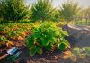 Осенью земляника продолжает работать: здоровые листья питают корни и рожки, а растение накапливает ресурсы для зимовки и будущего урожая. Поэтому уход лучше начинать с оценки состояния кустов.